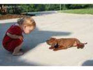Redbone Coonhound Puppy for sale in Mason, NH, USA