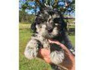 Poovanese Puppy for sale in Okeechobee, FL, USA