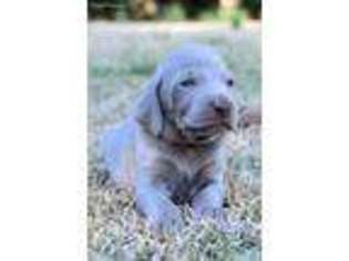 Weimaraner Puppy for sale in Liberty, SC, USA