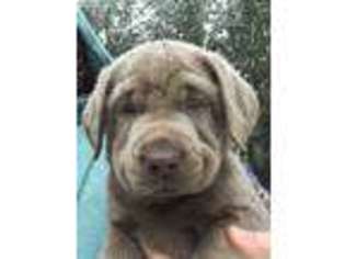 Labrador Retriever Puppy for sale in Port Orchard, WA, USA