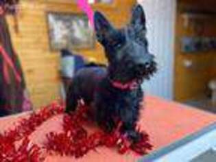Scottish Terrier Puppy for sale in Mitchell, IN, USA