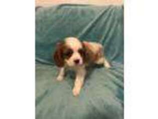 Cavalier King Charles Spaniel Puppy for sale in Monticello, AR, USA