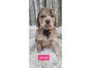 Labradoodle Puppy for sale in Belknap, IL, USA