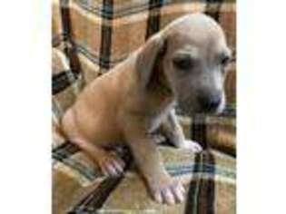 Great Dane Puppy for sale in Cassville, MO, USA