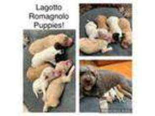Lagotto Romagnolo Puppy for sale in Vancouver, WA, USA