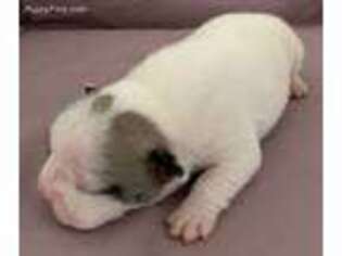 French Bulldog Puppy for sale in Canby, OR, USA