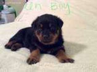 Rottweiler Puppy for sale in Hermitage, MO, USA