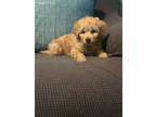 Goldendoodle Puppy for sale in Marbury, MD, USA