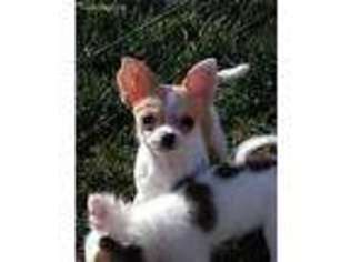Chihuahua Puppy for sale in Visalia, CA, USA