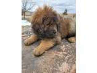 Tibetan Mastiff Puppy for sale in Bennett, CO, USA