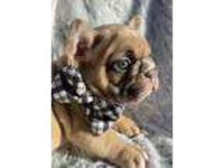 French Bulldog Puppy for sale in Southlake, TX, USA