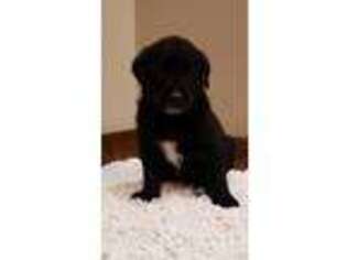 Mutt Puppy for sale in Mediapolis, IA, USA