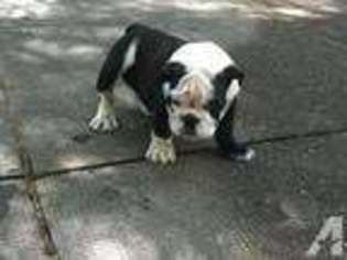 Bulldog Puppy for sale in REDLANDS, CA, USA