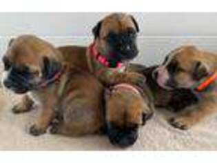 Boerboel Puppy for sale in Wautoma, WI, USA