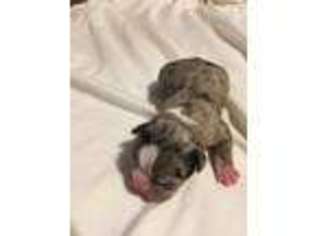 Boston Terrier Puppy for sale in Girard, OH, USA