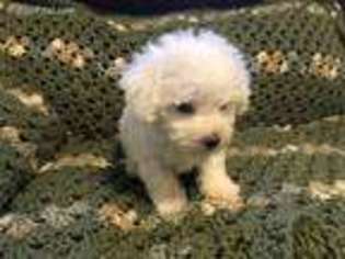 Bichon Frise Puppy for sale in Norton, VA, USA