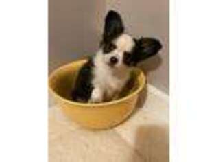 Chihuahua Puppy for sale in Lakehurst, NJ, USA