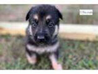 German Shepherd Dog Puppy for sale in Joplin, MO, USA