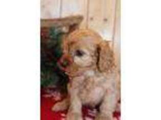 Cavapoo Puppy for sale in Alamosa, CO, USA