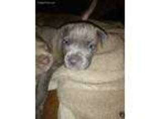 American Staffordshire Terrier Puppy for sale in Middletown, CT, USA