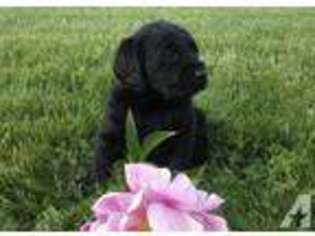 Labradoodle Puppy for sale in AUBURN, IN, USA