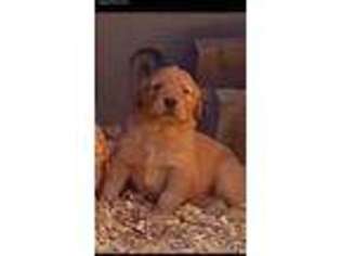 Golden Retriever Puppy for sale in Campo, CA, USA