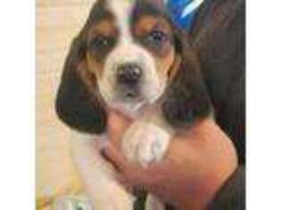 Basset Hound Puppy for sale in Huntington, NY, USA