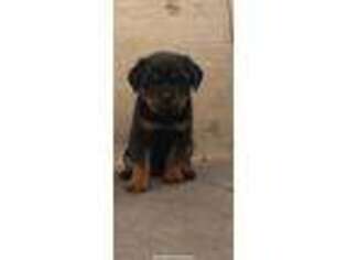 Rottweiler Puppy for sale in South Gate, CA, USA