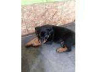 Rottweiler Puppy for sale in Southington, OH, USA