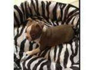 Boston Terrier Puppy for sale in Haughton, LA, USA