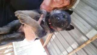 Mutt Puppy for sale in Autryville, NC, USA