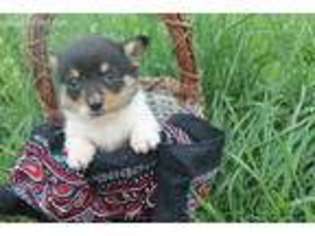 Pembroke Welsh Corgi Puppy for sale in Worth, MO, USA