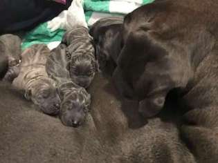 Great Dane Puppy for sale in Sacramento, CA, USA