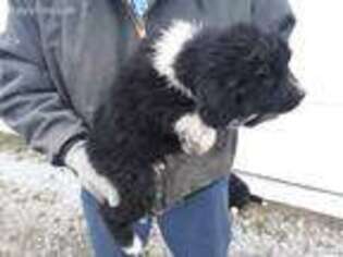 Newfoundland Puppy for sale in Fort Recovery, OH, USA