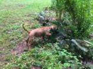 Rhodesian Ridgeback Puppy for sale in Fortson, GA, USA