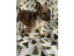 French Bulldog Puppy for sale in Lake Hopatcong, NJ, USA