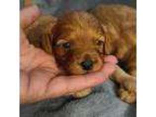 Cavapoo Puppy for sale in Copan, OK, USA