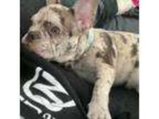 French Bulldog Puppy for sale in Ontario, CA, USA