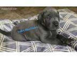 Great Dane Puppy for sale in Utica, NY, USA
