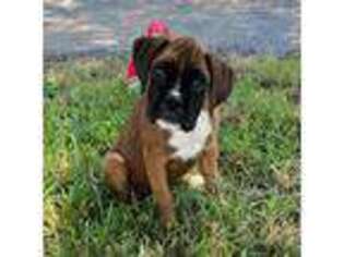 Boxer Puppy for sale in New Ipswich, NH, USA