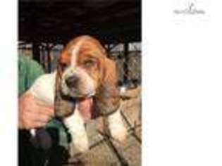 Basset Hound Puppy for sale in Atlanta, GA, USA