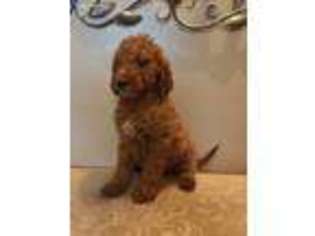 Goldendoodle Puppy for sale in Iowa City, IA, USA