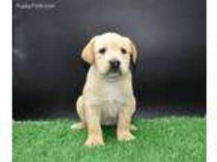 Labrador Retriever Puppy for sale in Fresno, CA, USA