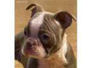 Boston Terrier Puppy for sale in Luther, OK, USA