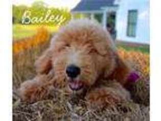 Goldendoodle Puppy for sale in Vardaman, MS, USA