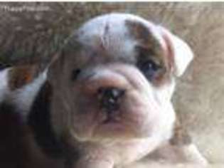 Bulldog Puppy for sale in Hartwick, NY, USA