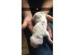 Great Dane Puppy for sale in Garfield, GA, USA