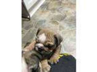 Bulldog Puppy for sale in Harris, IA, USA