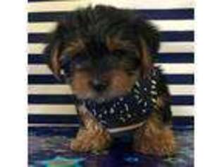 Yorkshire Terrier Puppy for sale in Augusta, GA, USA