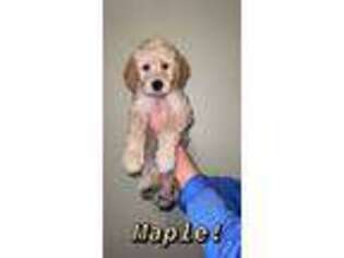 Labradoodle Puppy for sale in Red Wing, MN, USA